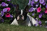 BOULEDOGUE FRANCAIS 851
